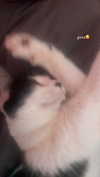 shawtysuzi Altpins Profile Picture