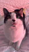 shawtysuzi Altpins Profile Picture