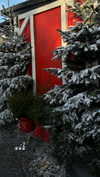 shir_revivo1 Altpins Profile Picture