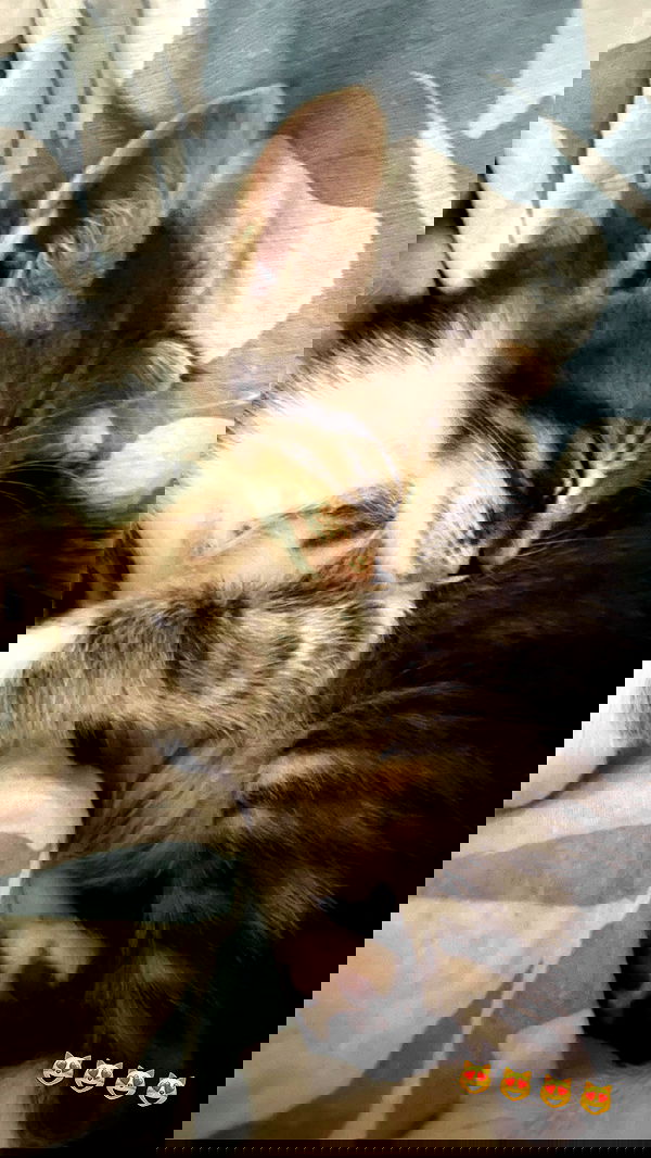 sofiabooshin sofiabooshin archive image