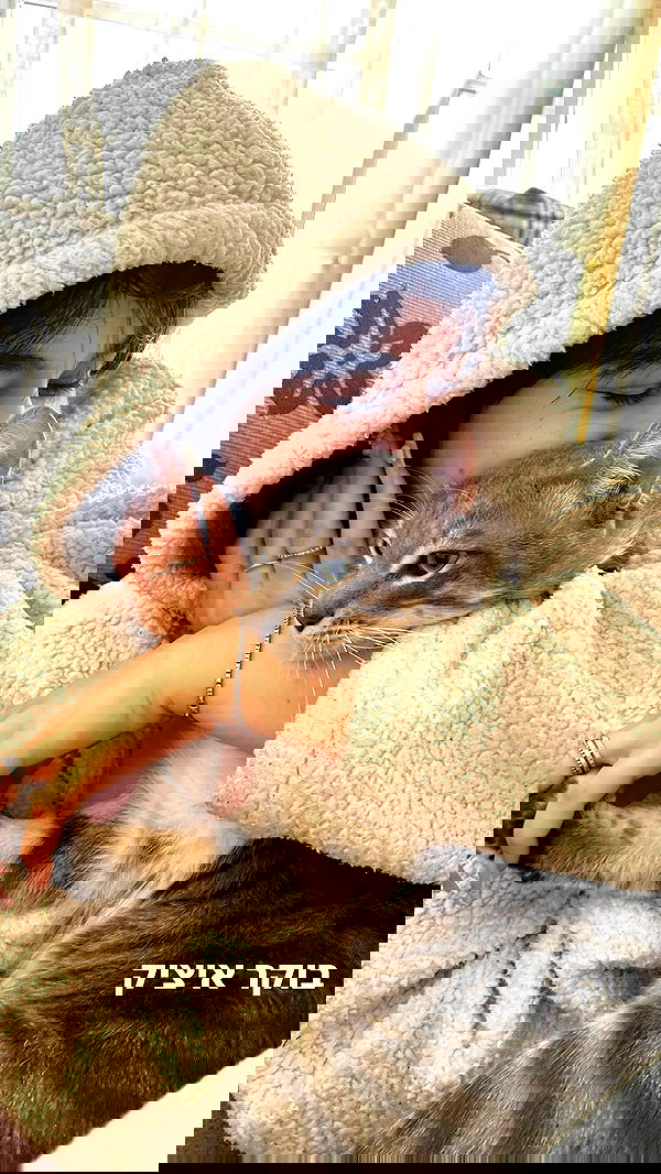 sofiabooshin sofiabooshin archive image