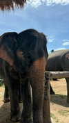 sofiya.pl Altpins Profile Picture