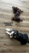 sophia.zadvor Altpins Profile Picture