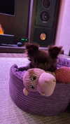 sophia.zadvor Altpins Profile Picture