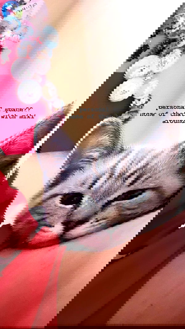 suikomuu suikomuu archive image