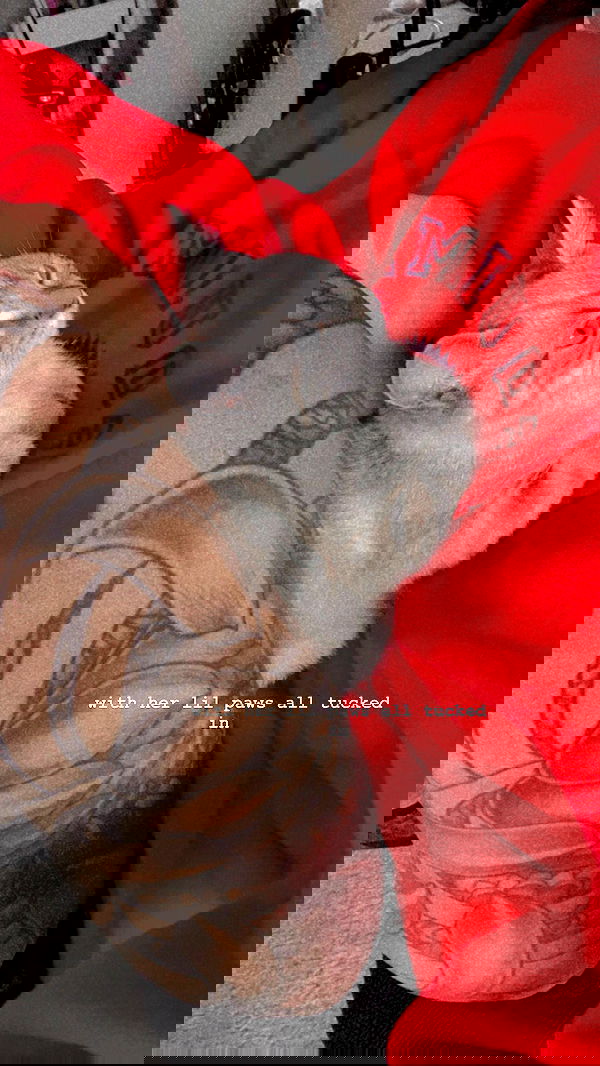 suikomuu suikomuu archive image