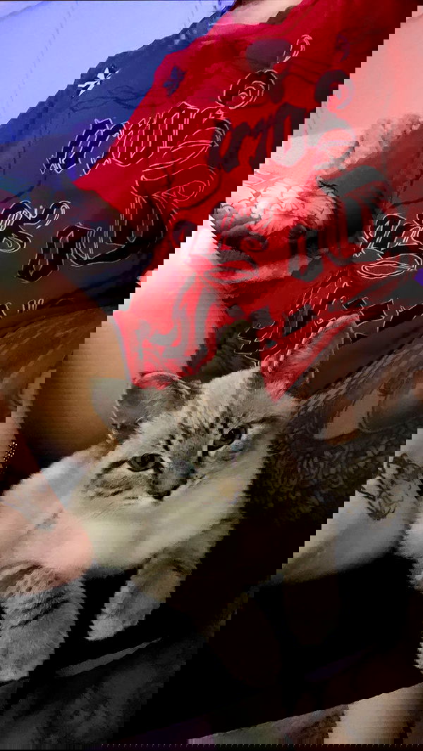 suikomuu suikomuu archive image