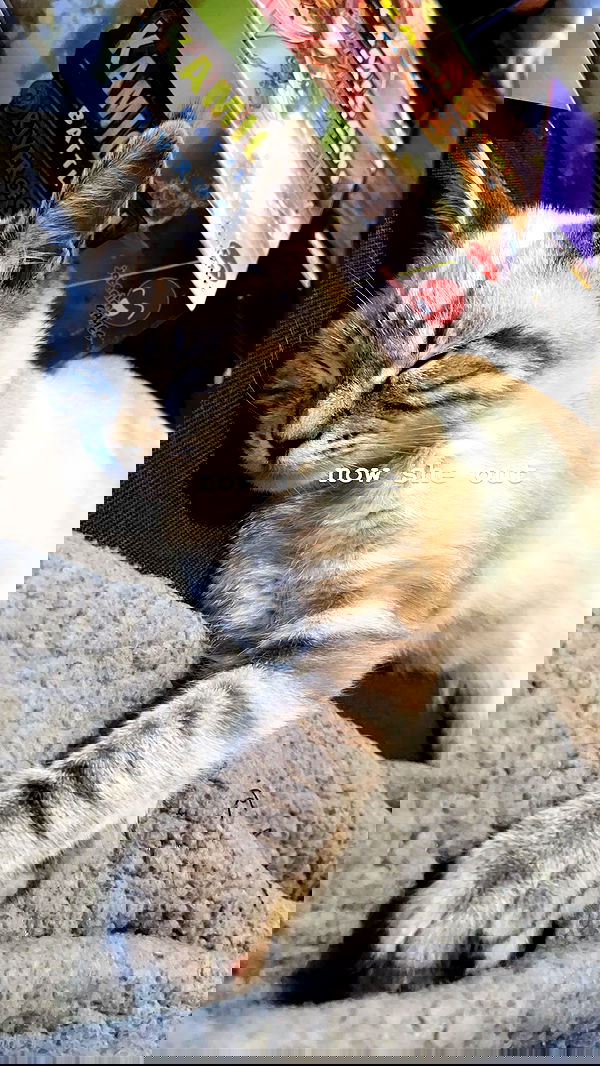 suikomuu suikomuu archive image