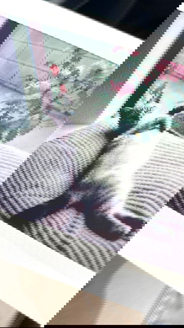 suikomuu suikomuu archive image