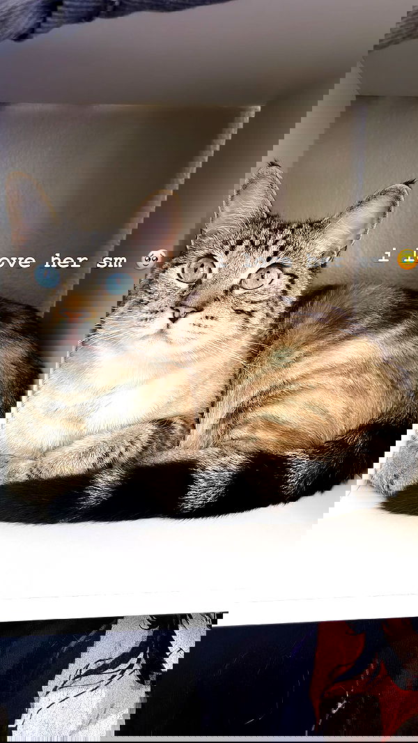 suikomuu suikomuu archive image