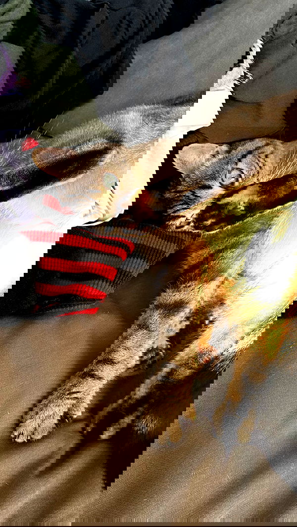 suikomuu suikomuu archive image