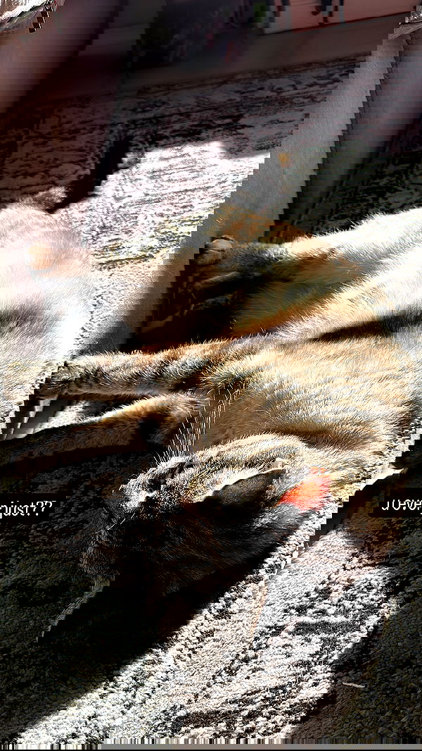 suikomuu suikomuu archive image