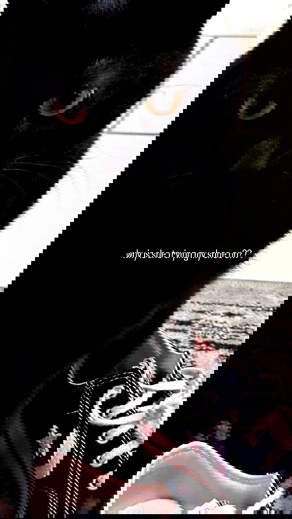 suikomuu suikomuu archive image