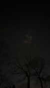 teafl0wer Altpins Profile Picture