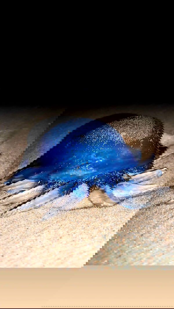 tinapavlov.sky tinapavlov.sky archive image