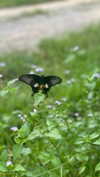 toharsandrusi Altpins Profile Picture