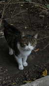 tooonytoony Altpins Profile Picture