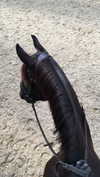 tooonytoony Altpins Profile Picture