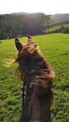 tooonytoony Altpins Profile Picture