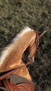 tooonytoony Altpins Profile Picture