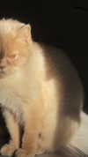 tooonytoony Altpins Profile Picture