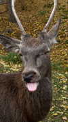 tooonytoony Altpins Profile Picture