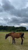 tooonytoony Altpins Profile Picture