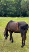 tooonytoony Altpins Profile Picture