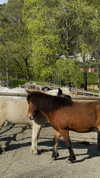 tooonytoony Altpins Profile Picture