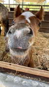 tooonytoony Altpins Profile Picture