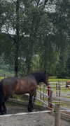 tooonytoony Altpins Profile Picture