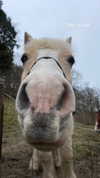 tooonytoony Altpins Profile Picture