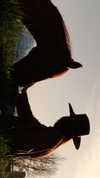 tooonytoony Altpins Profile Picture