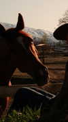 tooonytoony Altpins Profile Picture