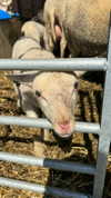 tooonytoony Altpins Profile Picture