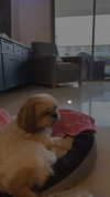 topaz_bn Altpins Profile Picture