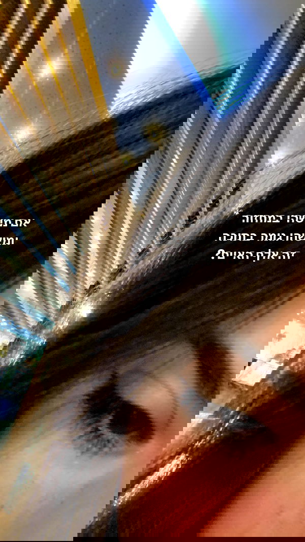 tuliprivet tuliprivet archive image