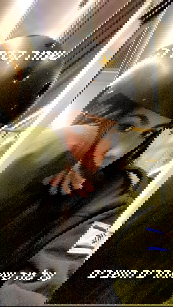 tuliprivet tuliprivet archive image