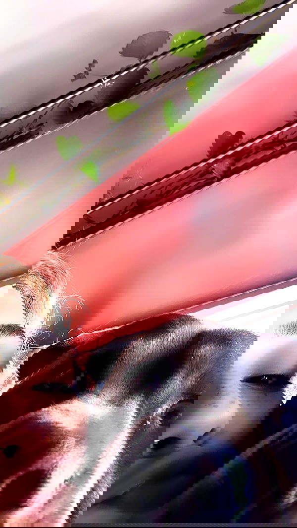 v.qx v.qx archive image