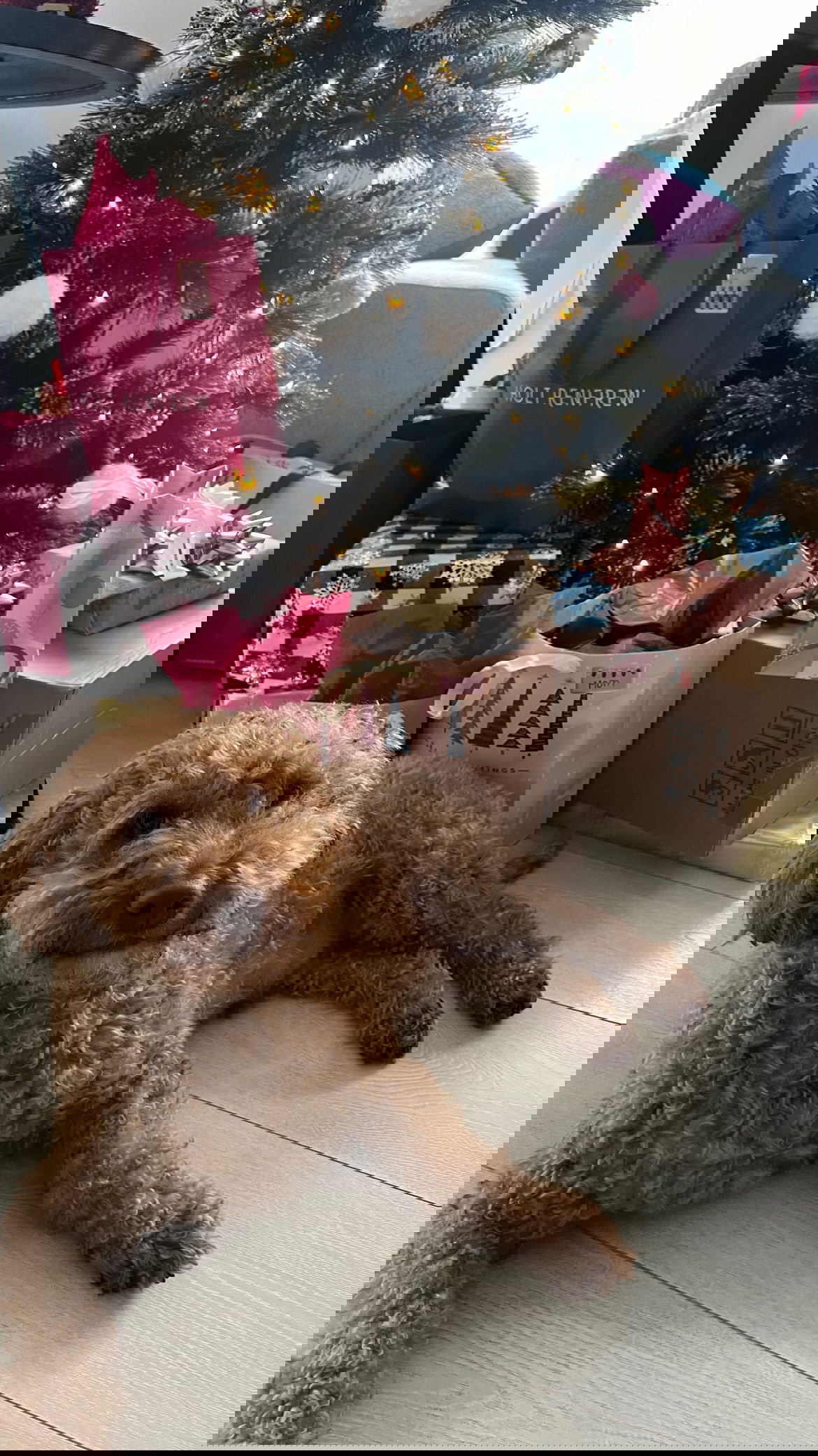 v33froggy instagram image archive image