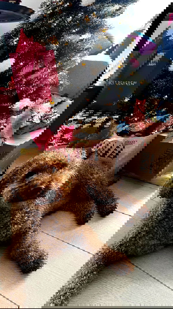 v33froggy image ~ Altpins