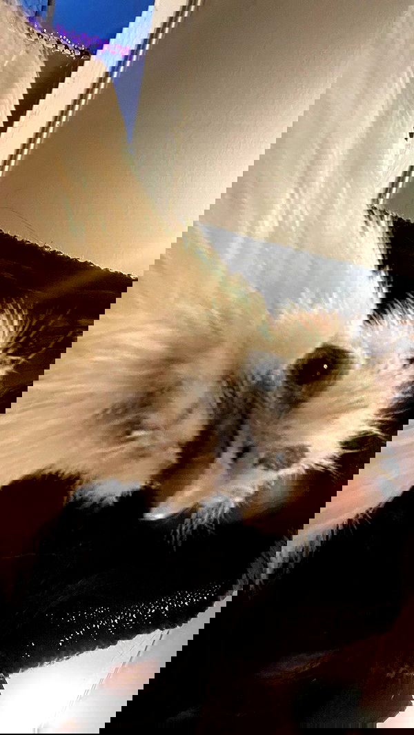 vanessa.julienne image ~ Altpins