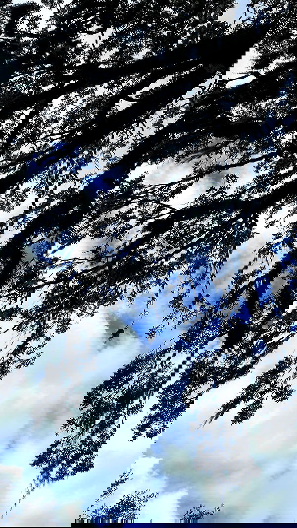 vanessa.julienne image ~ Altpins