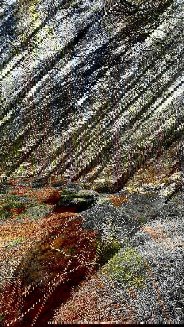 vanessa.julienne image ~ Altpins