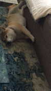 willowwbarbie Altpins Profile Picture