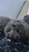 x.angelzk Altpins Profile Picture