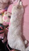 xxk1tty4nnaxx Altpins Profile Picture