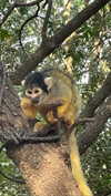 yaell_dahan Altpins Profile Picture