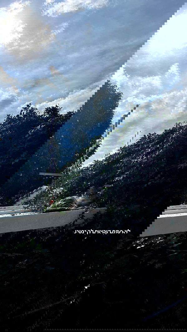 yaelxyazdi yaelxyazdi archive image