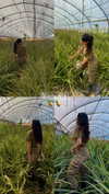 yahel_tubul Altpins Profile Picture